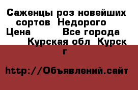 Саженцы роз новейших сортов. Недорого. › Цена ­ 350 - Все города  »    . Курская обл.,Курск г.